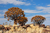 Forêt de Keetmanshoop - Namibie